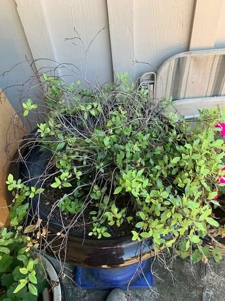 Photo of free Plants and bulbs (Central Marin) #4