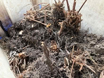 Photo of free Ostrich Ferns ready to plant (Browns Line/Lakeshore) #2