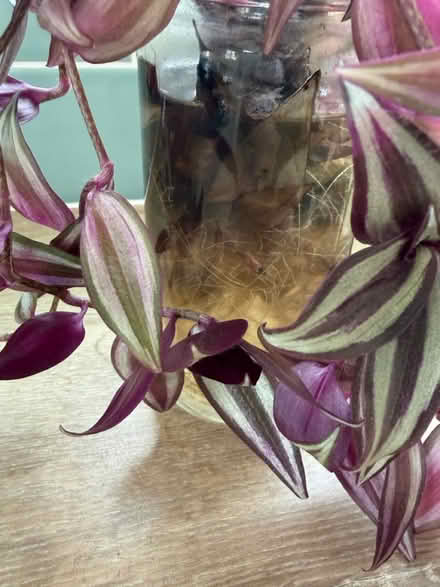 Photo of free Plant (W3) #3