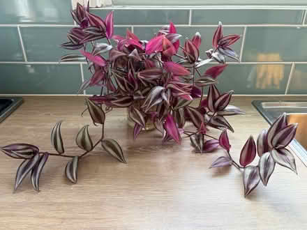 Photo of free Plant (W3) #1