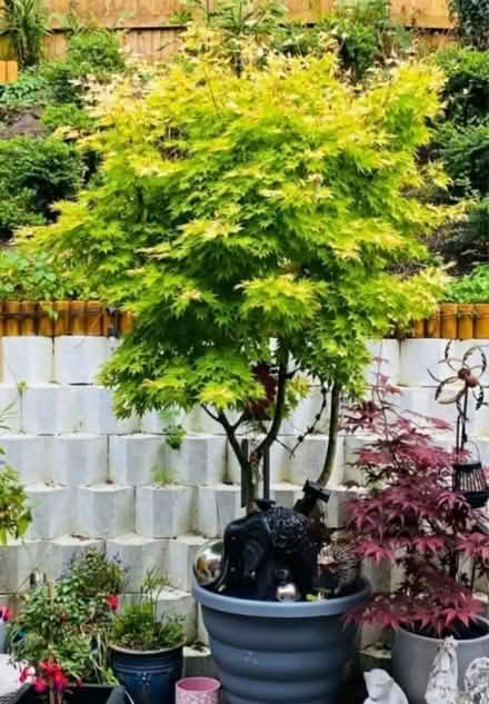 Photo of free Acer tree (Edgware HA8) #1