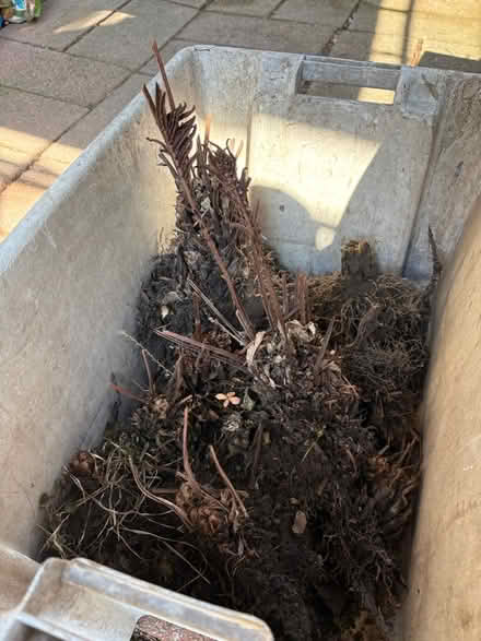 Photo of free Ostrich Ferns ready to plant (Browns Line/Lakeshore) #1