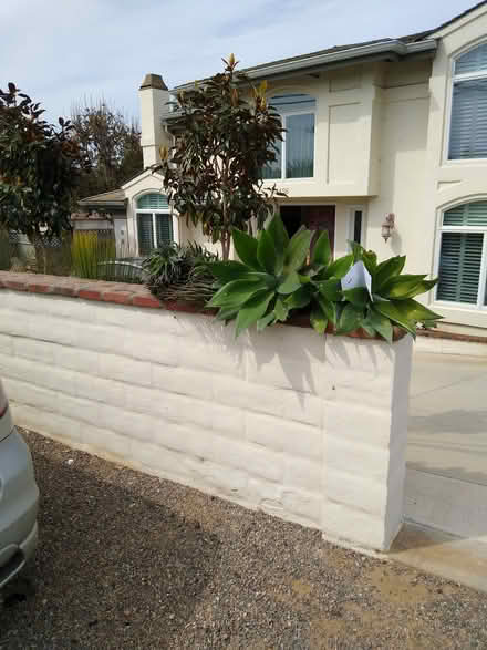 Photo of free large Agave Attenuata & Aloe (Leucadia) #1