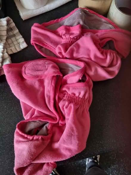 Photo of free Dog nappy for females (SE20) #1