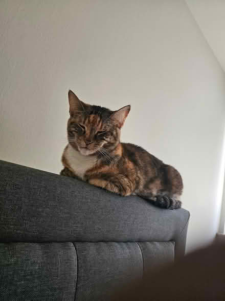 Photo of Cat Food (8th st laurel md) #1