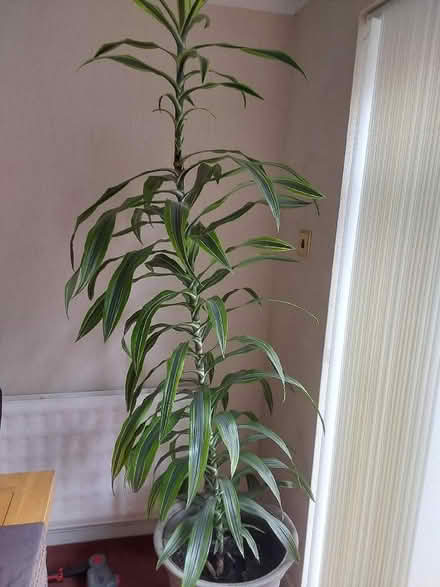 Photo of free Large Houseplant (DA4) #1