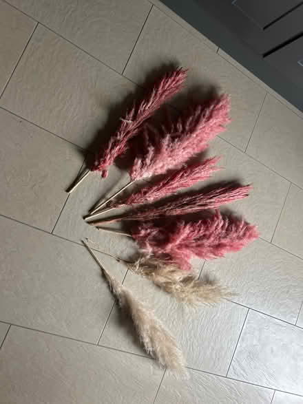 Photo of free 7 decorative feathers (Currie EH14) #1