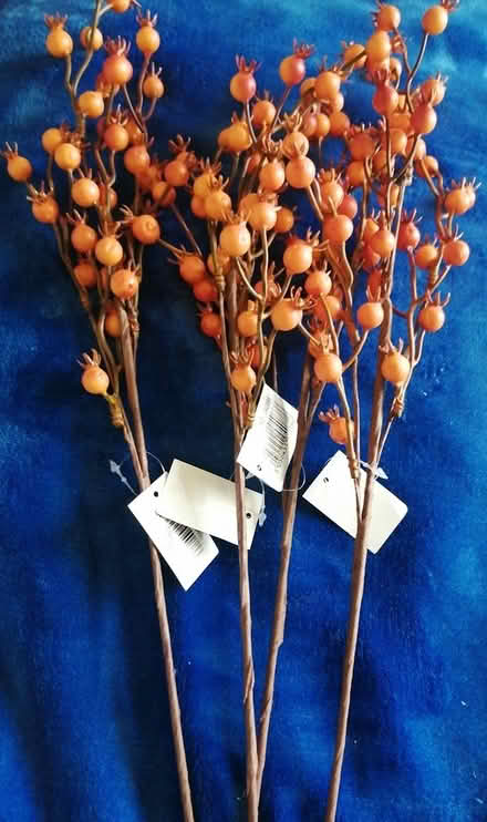 Photo of free flower arranging stems orange berry (Worcester) #1