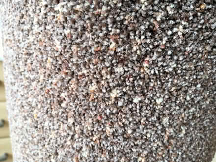 Photo of free Carpet offcut (Shelton SY3) #1