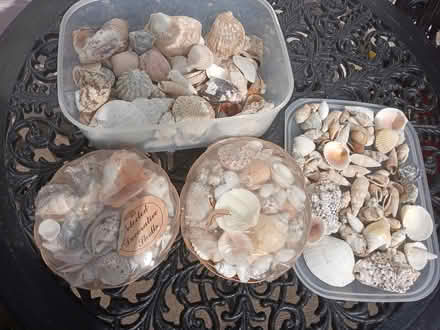 Photo of free Seashells (CT5) #1