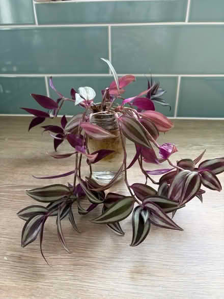 Photo of free Small Plant (W3) #1