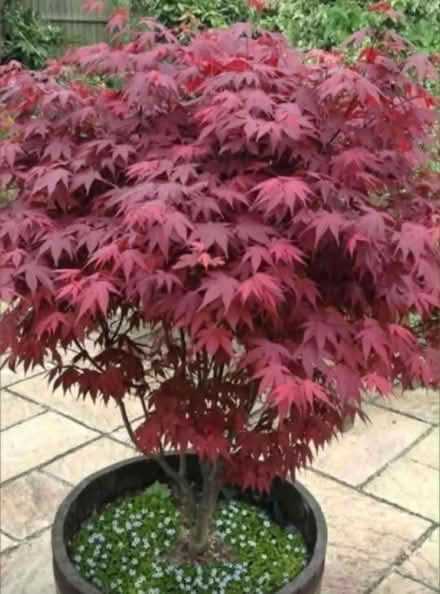 Photo of free Acer Tree (Woodside CR0) #1