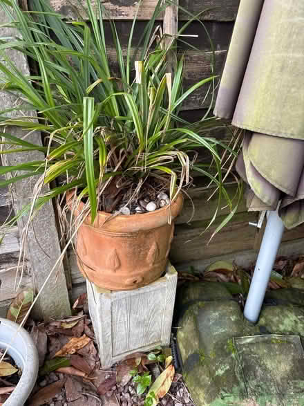 Photo of free Grass plant in pot (M23 Northern Moor) #1