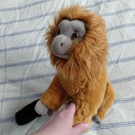 Photo of free FAO Schwartz plush monkey (Suju's on Decoto Road) #1