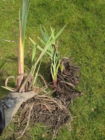 Photo of free Plant for boggy garden #2 (Keswick CA12) #2