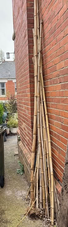 Photo of free Tall bamboo (Teignmouth TQ14) #2