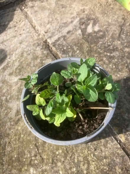 Photo of free Oregano (Worlds End Burgess Hill) #1