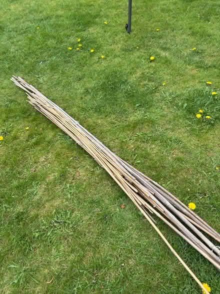 Photo of free Canes (Faringdon SN7) #1