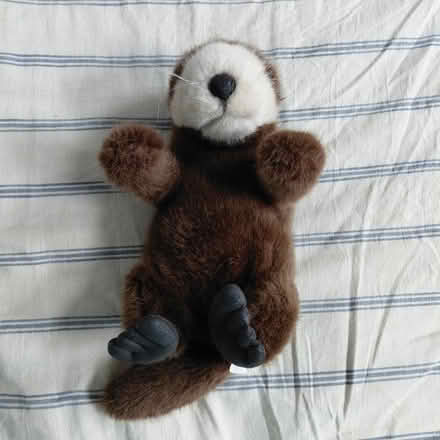 Photo of free Plush otter pupper (Suju's on Decoto Road) #2