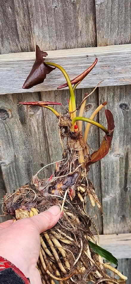 Photo of free Water lylies (Loughborough LE11) #1