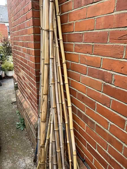 Photo of free Tall bamboo (Teignmouth TQ14) #1
