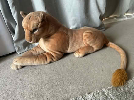 Photo of free Lioness (Campbell Park MK9) #3