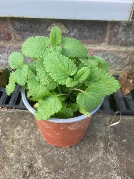 Photo of free Lemon balm (Worlds End Burgess Hill) #1