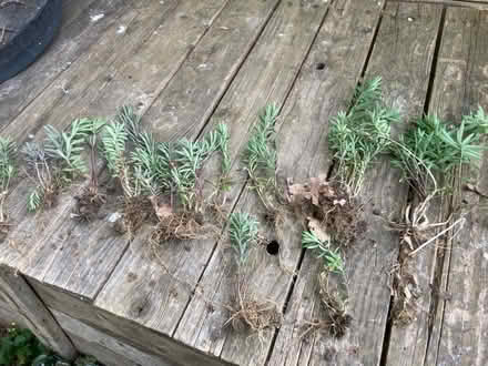 Photo of free Purple toadflax wildflower (Worlds End Burgess Hill) #2