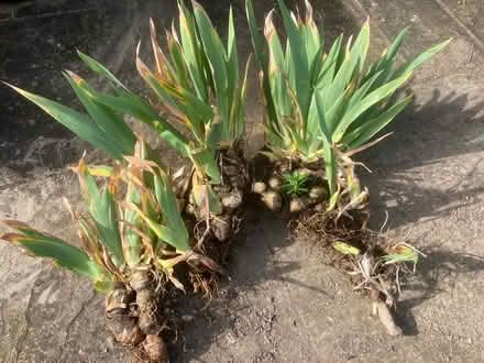Photo of free Bearded irises (Worlds End Burgess Hill) #1