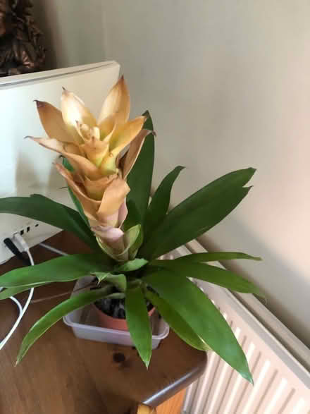 Photo of free House Plants / Cuttings (North Bretton) #1
