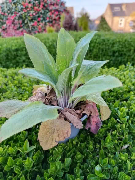 Photo of free Foxglove plant (Walkley, S6) #1