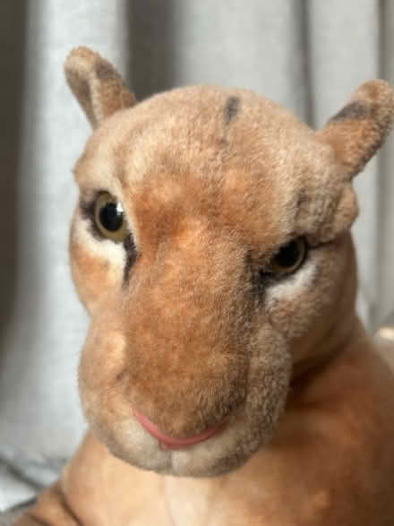 Photo of free Lioness (Campbell Park MK9) #2