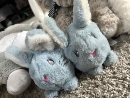 Photo of free 10 teddies (Campbell Park MK9) #2