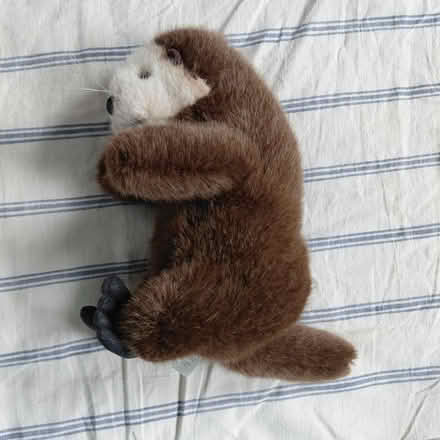 Photo of free Plush otter pupper (Suju's on Decoto Road) #1