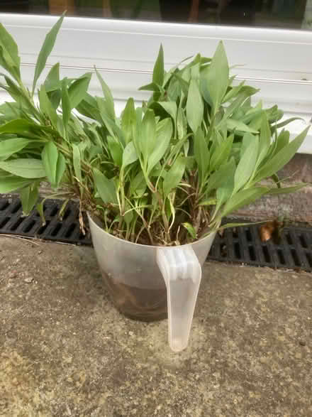 Photo of free Red valarian (Worlds End Burgess Hill) #3