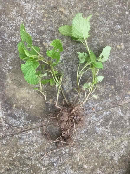 Photo of free Lemon balm (Worlds End Burgess Hill) #2
