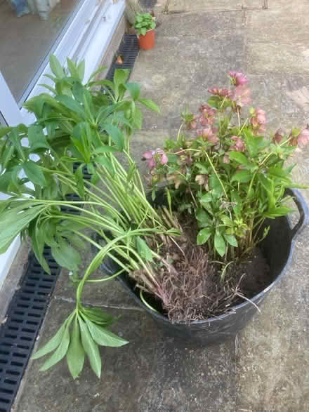 Photo of free Hellebores (Worlds End Burgess Hill) #2