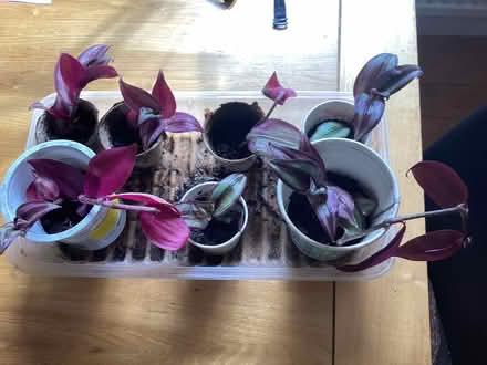 Photo of free Tradescantia cuttings (Charminster BH8) #2