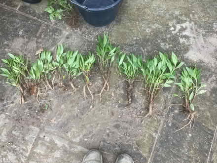 Photo of free Red valarian (Worlds End Burgess Hill) #2