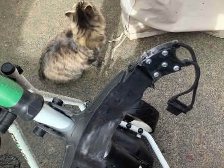 Photo of free Stowaway Electric Golf Trolley (Used) (Tuebrook L4) #3