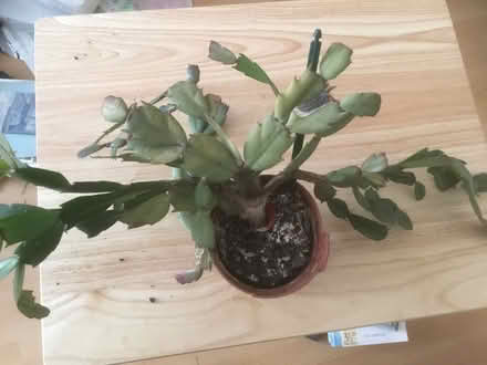 Photo of free Thanksgiving cactus (B62 near Blackheath) #1