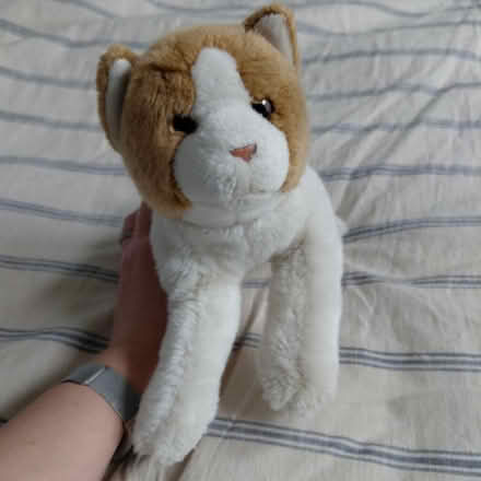 Photo of free Cat plush (Suju's on Decoto Road) #1