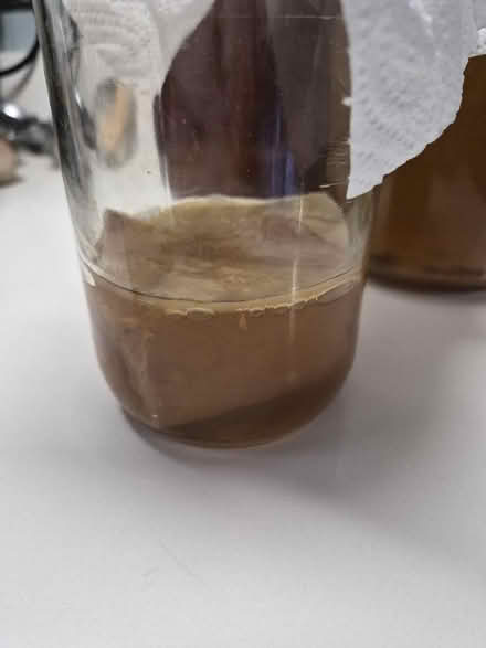 Photo of free Kombucha Scoby (Wallands Park BN7) #1