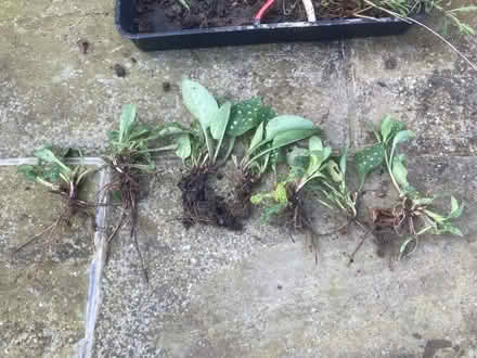 Photo of free Pulminaria (Worlds End Burgess Hill) #2