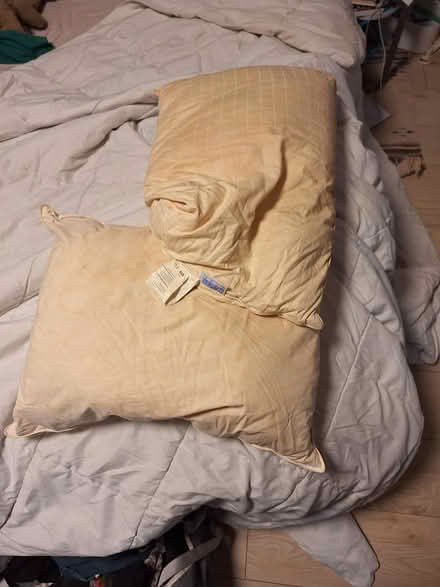 Photo of free Duvet and feather pillows (Near Kensington) #2