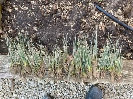 Photo of free Hard rush (Worlds End Burgess Hill) #2