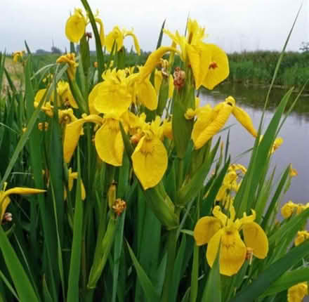 Photo of free Plant for boggy garden #2 (Keswick CA12) #1