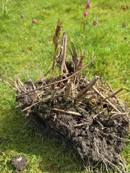 Photo of free Plant for Boggy Garden (Keswick CA12) #3