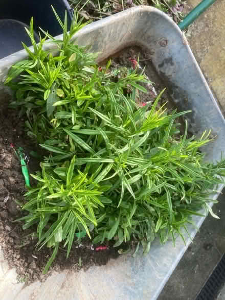 Photo of free White campanula (World’s End Burgess Hill) #2