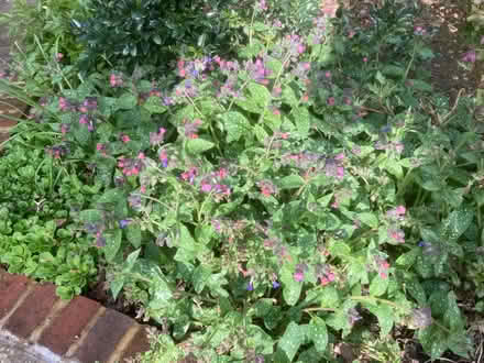 Photo of free Pulminaria (Worlds End Burgess Hill) #1